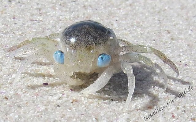 Megalopa larvae of a decapod crab